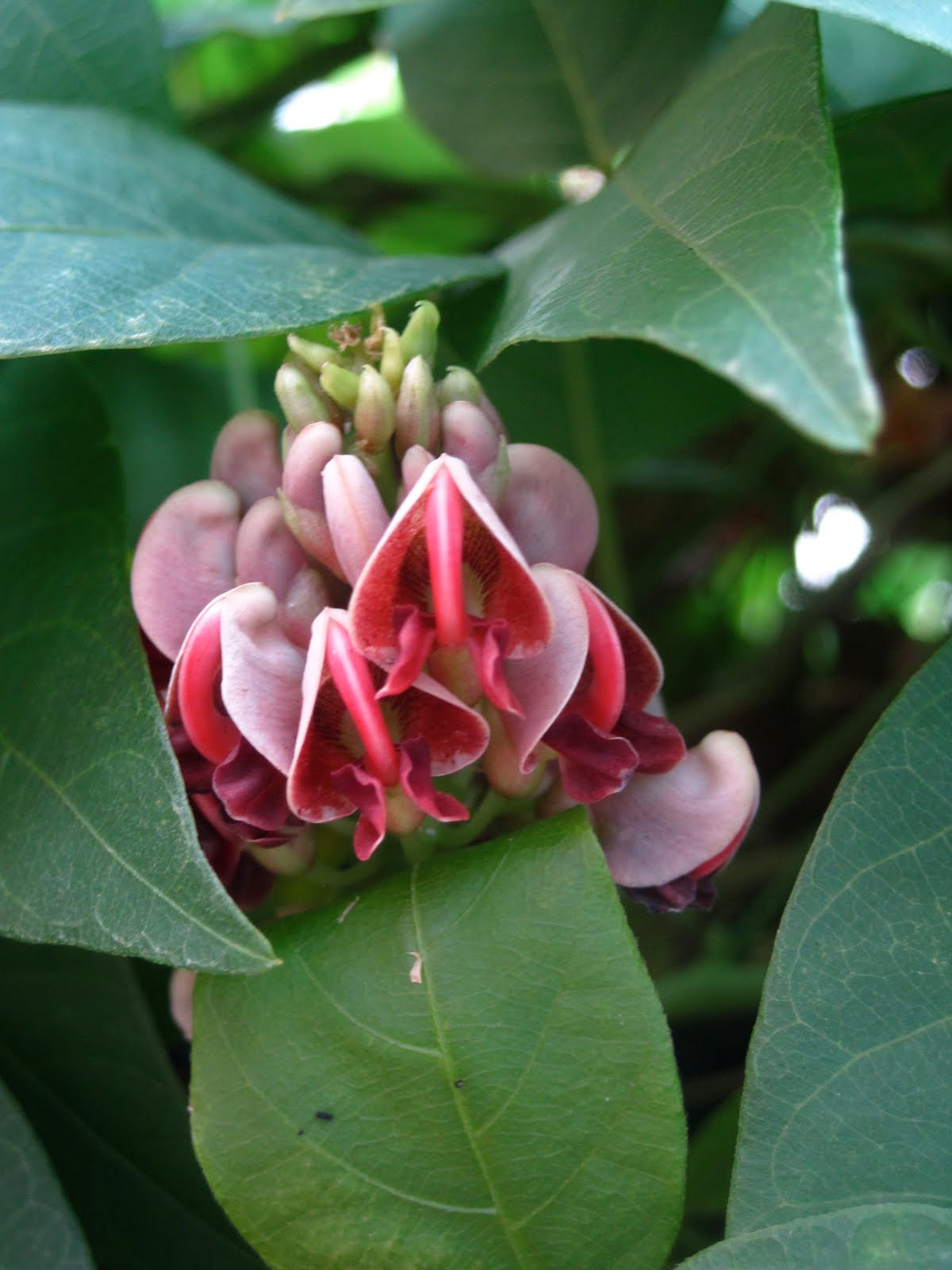 Prickly And Bitter The Climbing Hydrangea