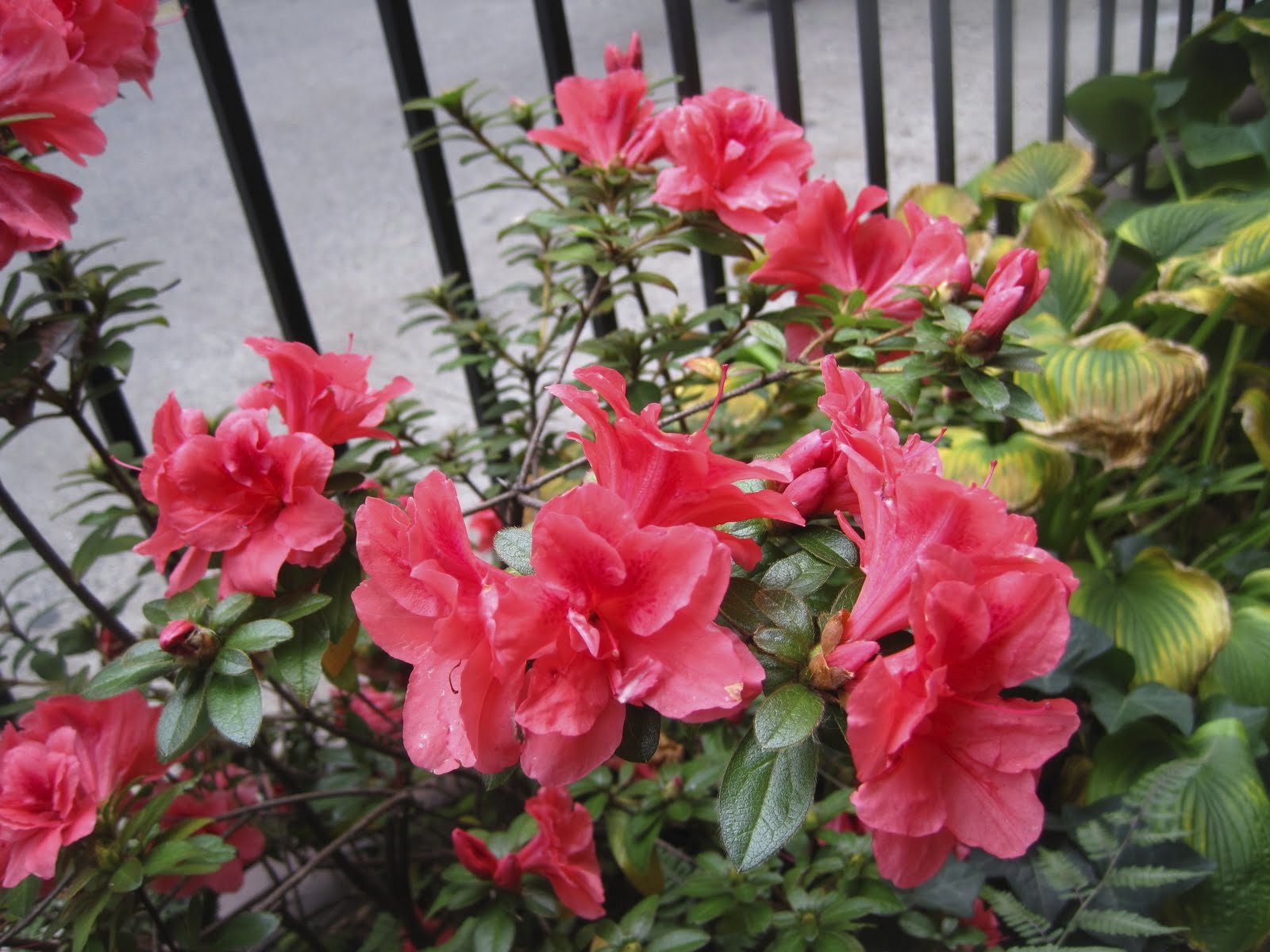 Satsuki Azalea Bonsai In Bloom At Matthaei Matthaei Botanical