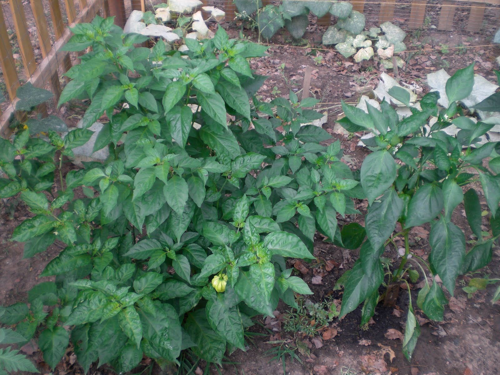 The gallery for > Habanero Pepper Plant