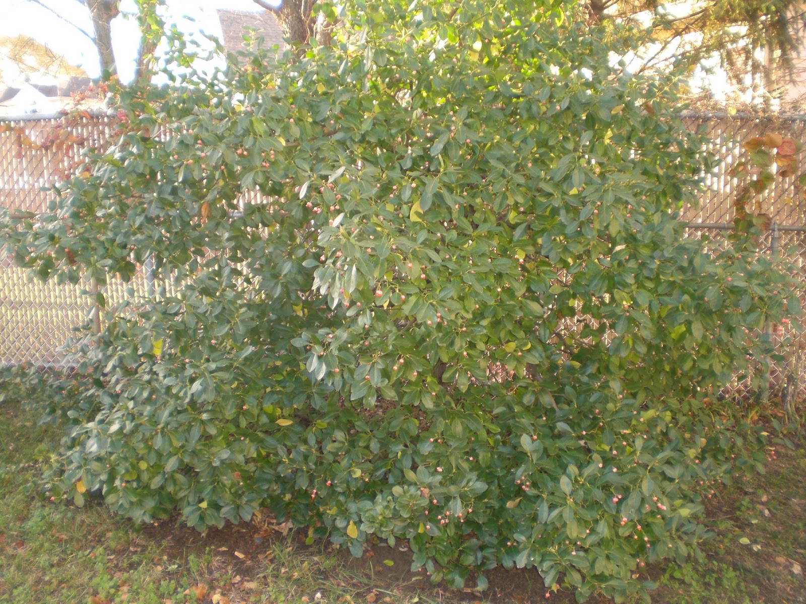 gardening in the boroughs of nyc what is this shrub gardening in the boroughs of nyc what is this shrub