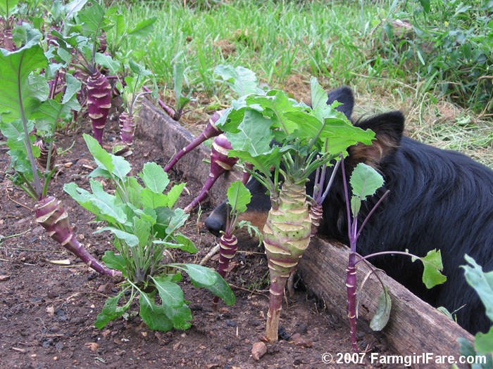 Kohlrabi+leaves