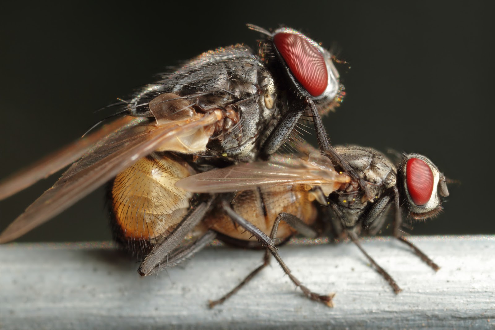 Camera Labs • View topic Mating flies