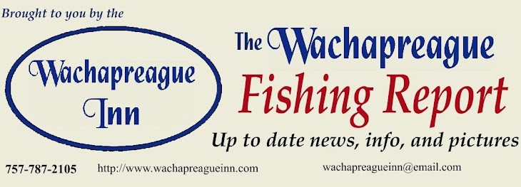 FishWach - Wachapreague Fishing Report