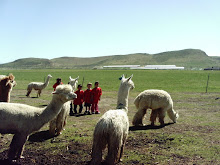 The kids among the Momma Alpacas.