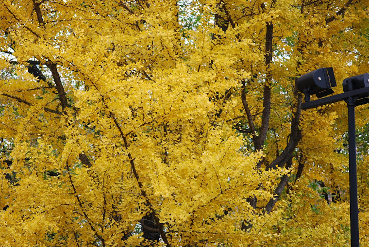 Fall trees around City Hall NYC