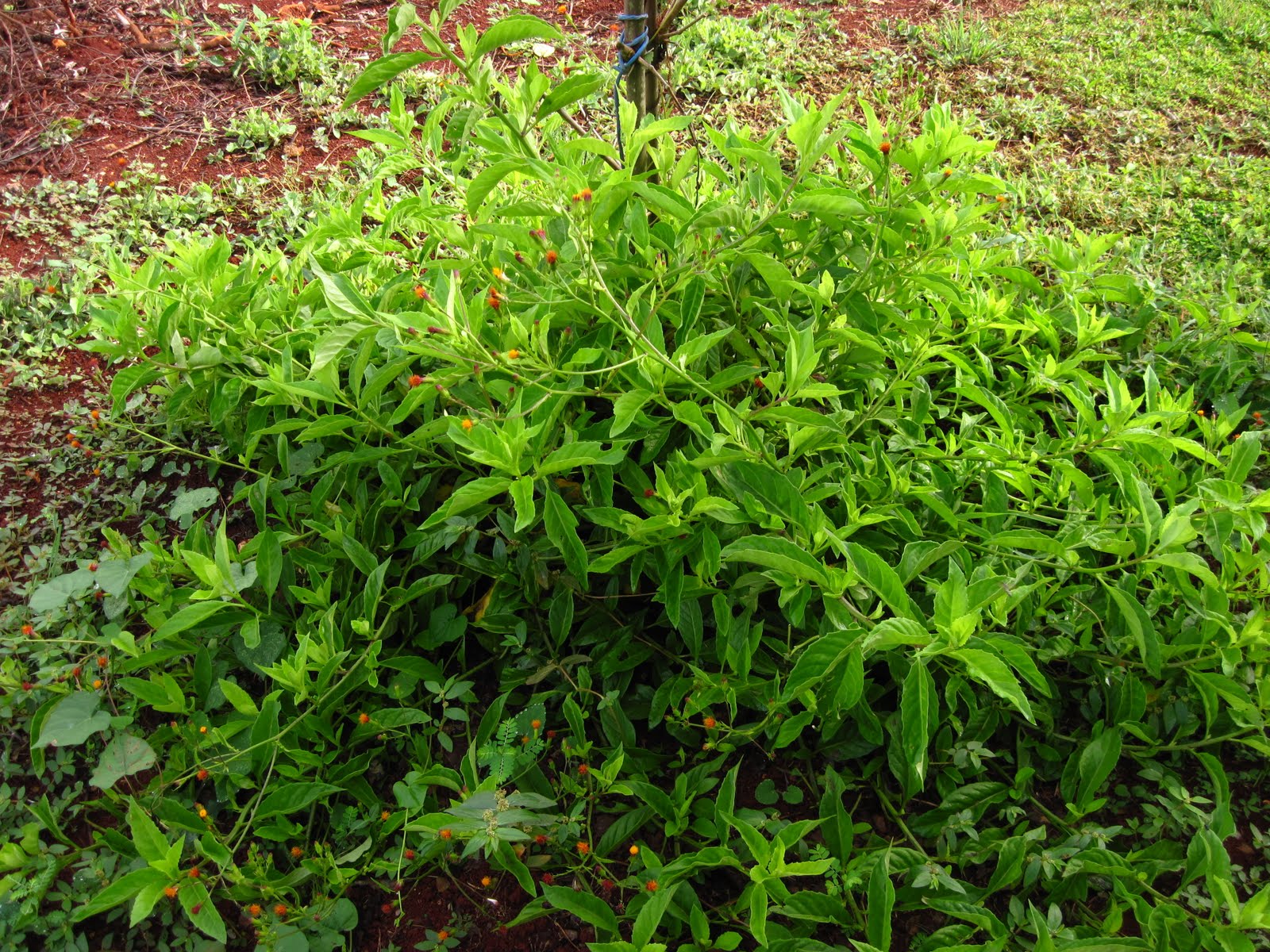 evergreen, herb, seedling, and other plant?