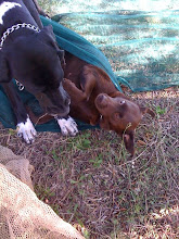 messy and coco help unroll the nets