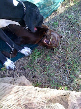 messy and coco help roll up the nets