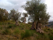 Venerable olive tree sculptures