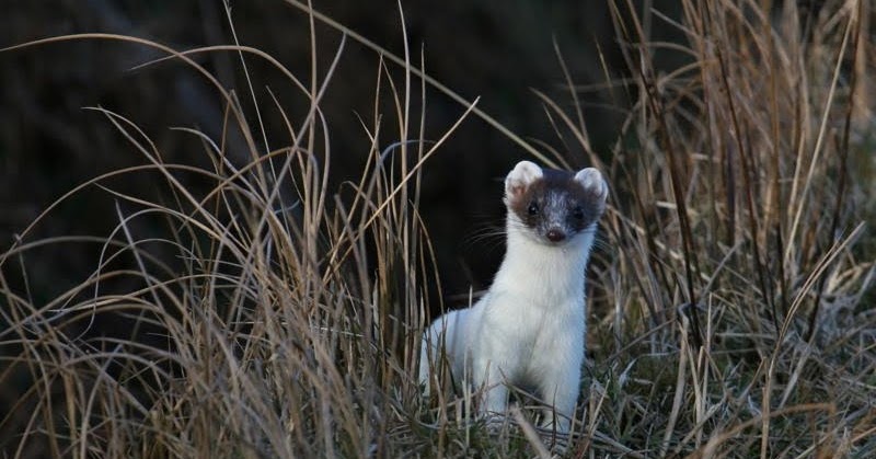 Islay Natural History Trust: Stoat or Ermine