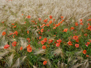 He talked me up more hills than I could count. Did I mention that France is . (france )