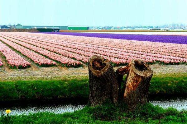 Os lindos campos de tulipas da Holanda