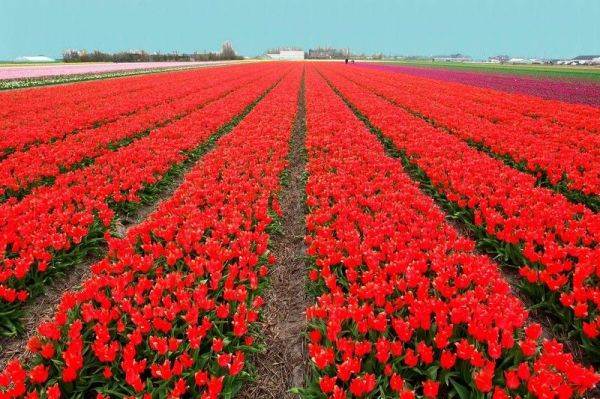 Campos de Tulipanes en Holanda - Caalfizados & Rost... en Taringa!