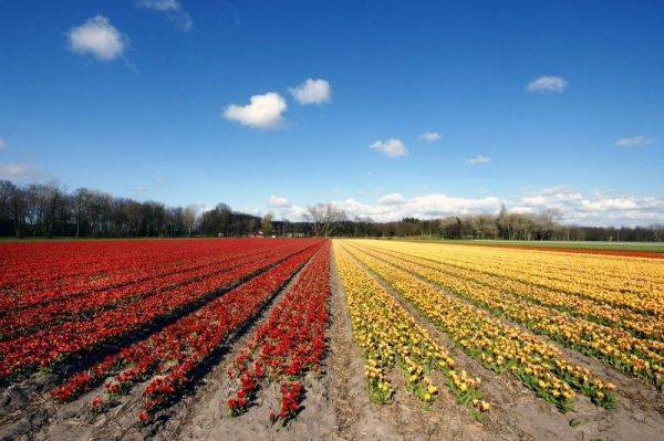 Os lindos campos de tulipas da Holanda