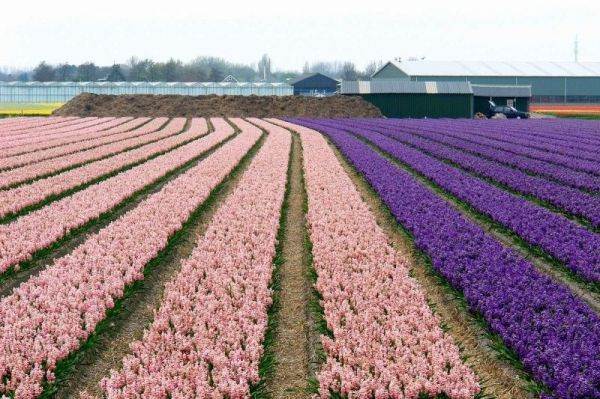 Os lindos campos de tulipas da Holanda