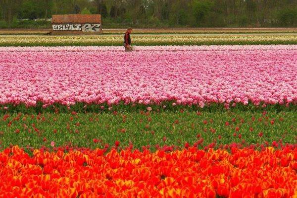 Os lindos campos de tulipas da Holanda