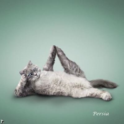 Yoga de gatos