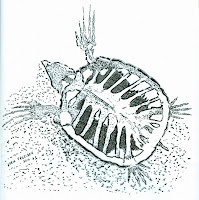 Ancient Sea Turtle