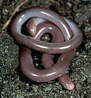 download blind snake pet download blind snake pet