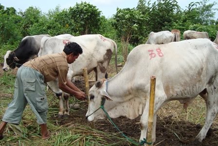 K2 911 Fm Kijang Kencana Jumlah Hewan Qurban Menurun