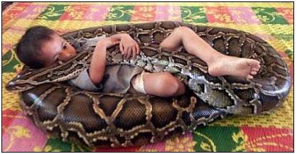 [cambodian_python_boy.bmp]