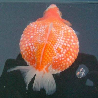 Wallpaper To Image Berbagai Jenis Ikan Mas Koki