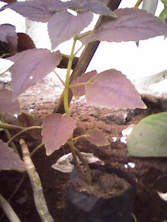 Kalabo Plant