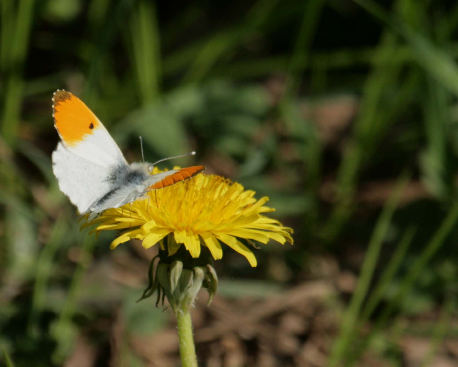 Bull of the Bog Early Spring Butterflies