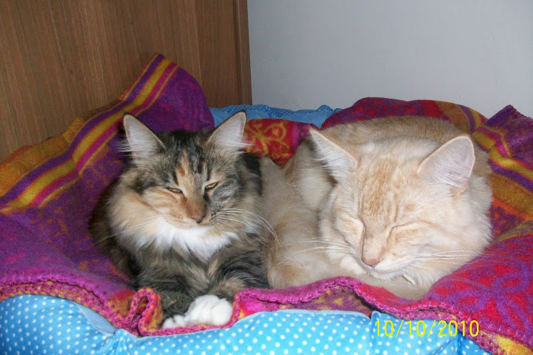 i miei amori pelosi =^_^=