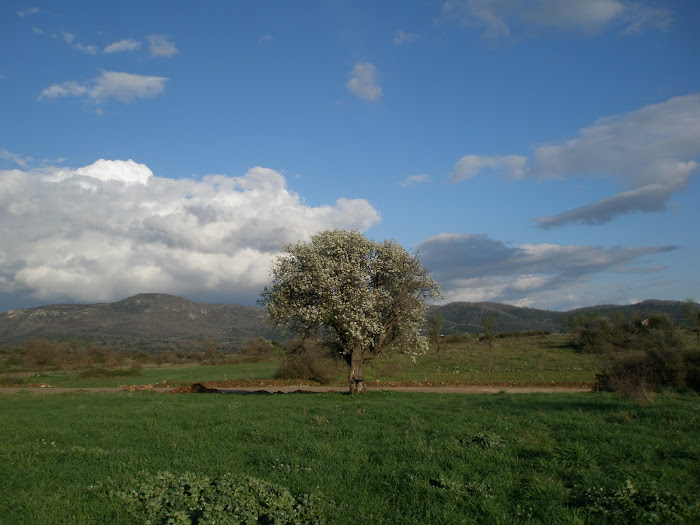 Ανθισμενη Αγραπιδια [ στη Πεταλι ] Μαχαιρα Ακαρνανιας