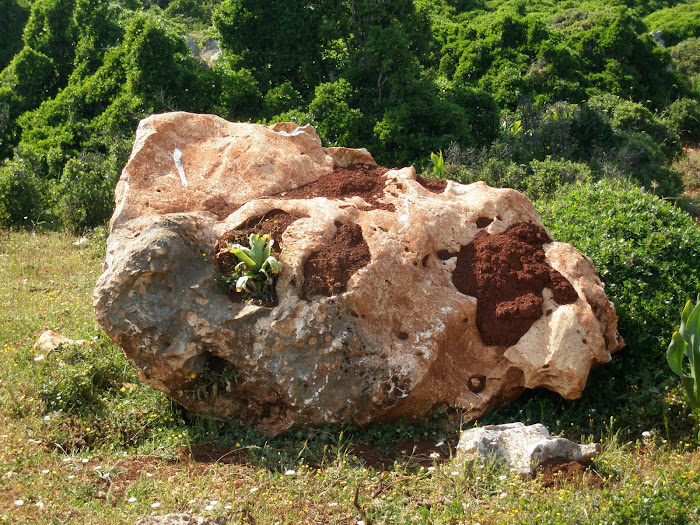 Μορφη [ zoom ] [ στο δρομο προς τη Βελα απο το Βασιλοπουλο ] Ξηρομερο Ακαρνανιας