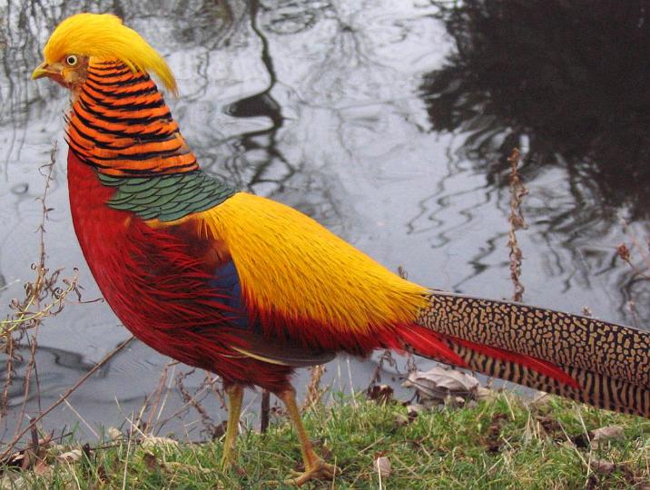 pheasant art glass bevel