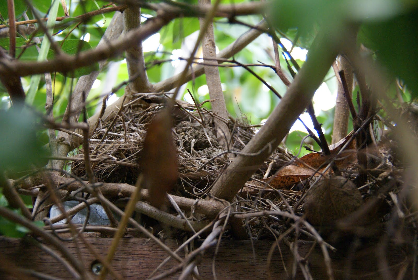 A peaceful day Going on a Nest Hunt!