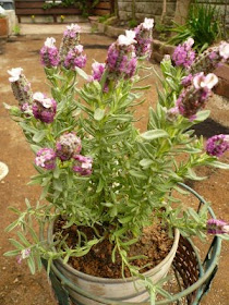 お店で独り言 ラベンダーキューレッドとハゴロモジャスミン