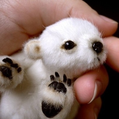 the-tiniest-polar-bear-315-1294974841-1.jpg
