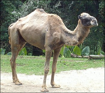 [Camel-in-Singapore-Zoo.jpg]