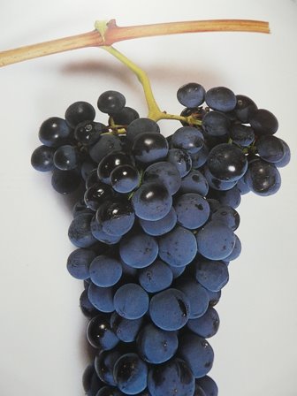 [RacimoTintaToro.JPG]