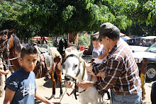 Trying to get Mateo on a horse, he not liking it! LOL