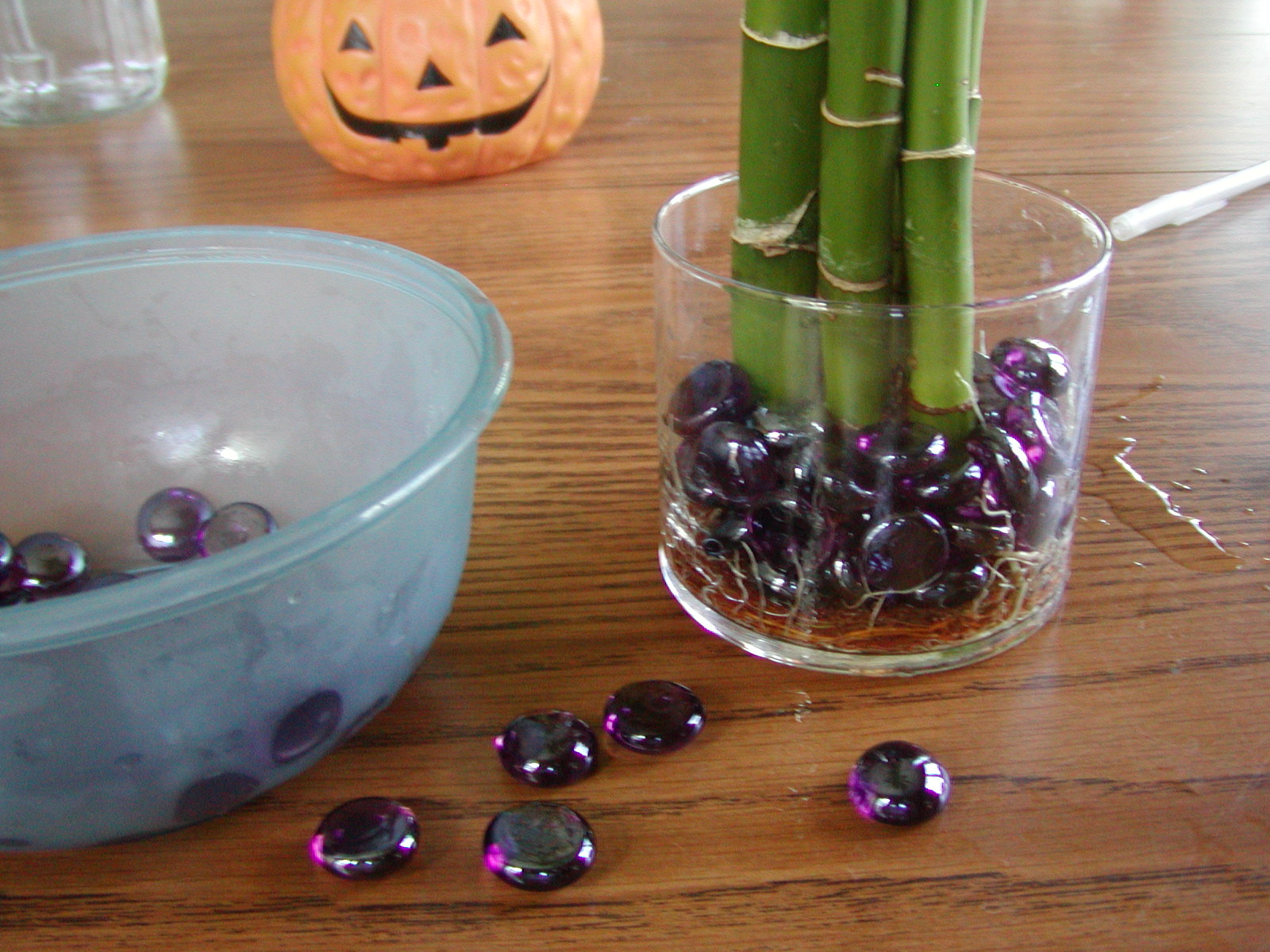 Houseplant Care Guides Lucky Bamboo 101