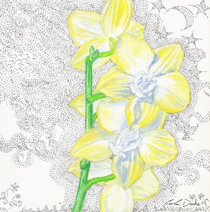 [yelloworchid.jpg]