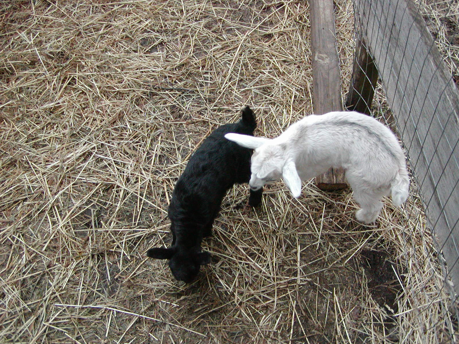 [goats+march+5+2008+005.jpg]