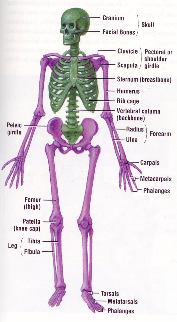 HUMAN MUSCULOSKELETAL SYSTEM - LESSON 195 |FREE ONLINE MEDICAL