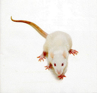 rat