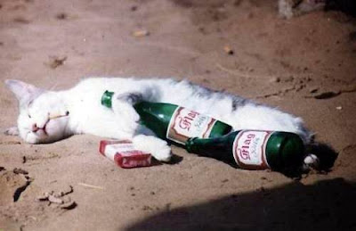Drunker and Smoker cat