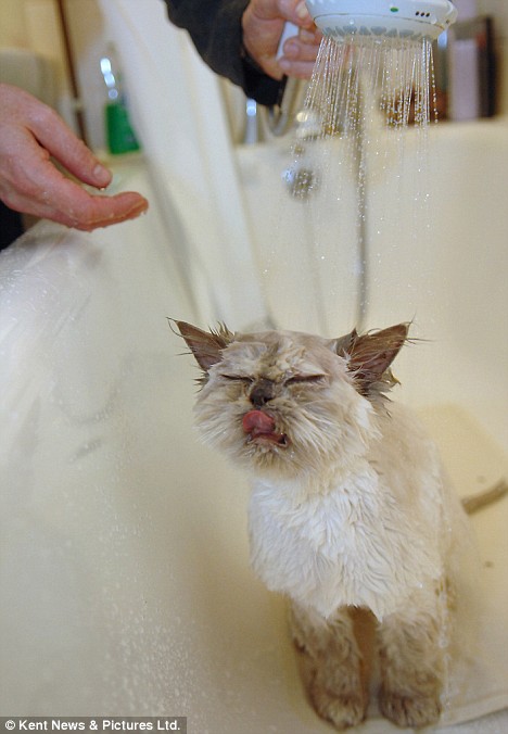[shower+loving+cat]