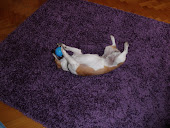 Gus - one of my "clients" always just lies on his back on our rug with his ball in his mouth