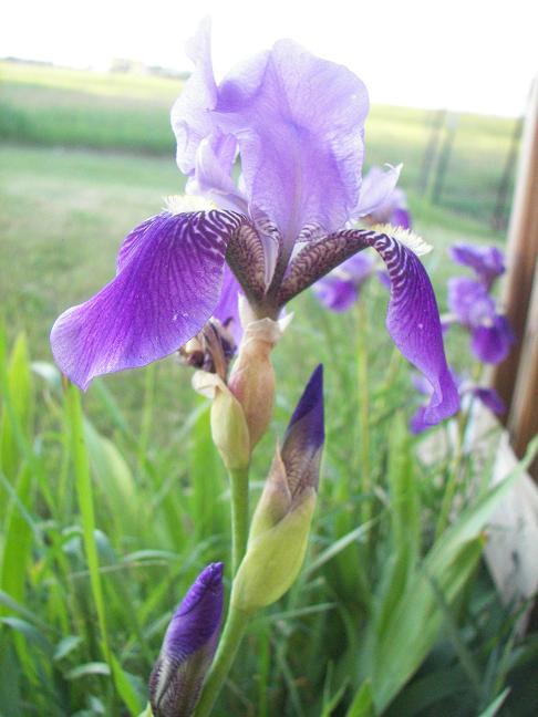 [iris.JPG]