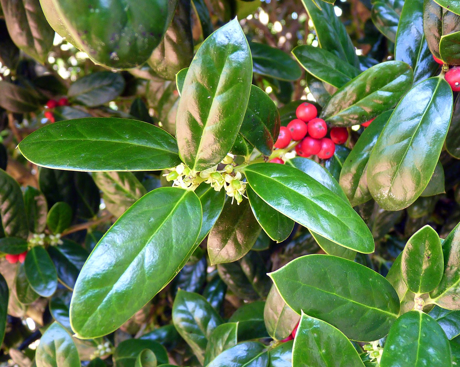 Using Georgia Native Plants Jolly Holly