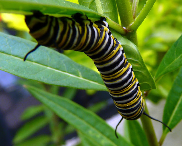 Green Caterpillar With Black And Yellow Stripes
