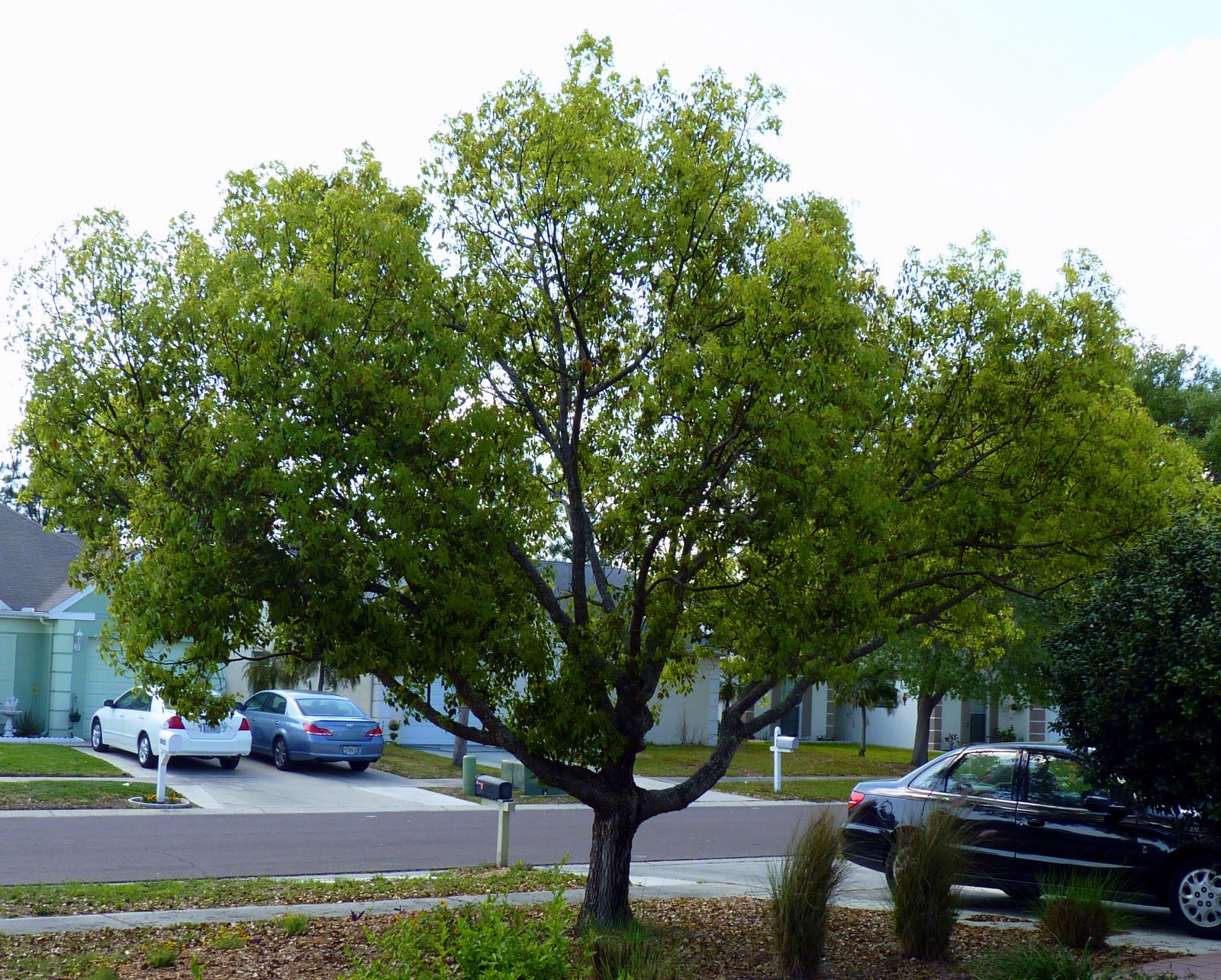 Cinnamomum camphora; Camphor Laurel; Camphor Tree